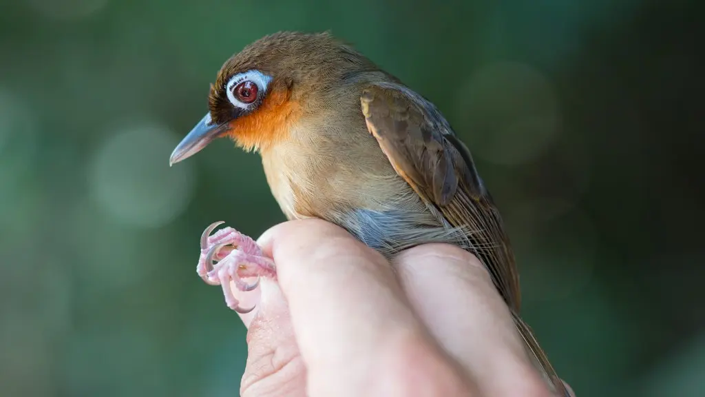 棕喉蚁鸟(Gymnopithys rufigula)