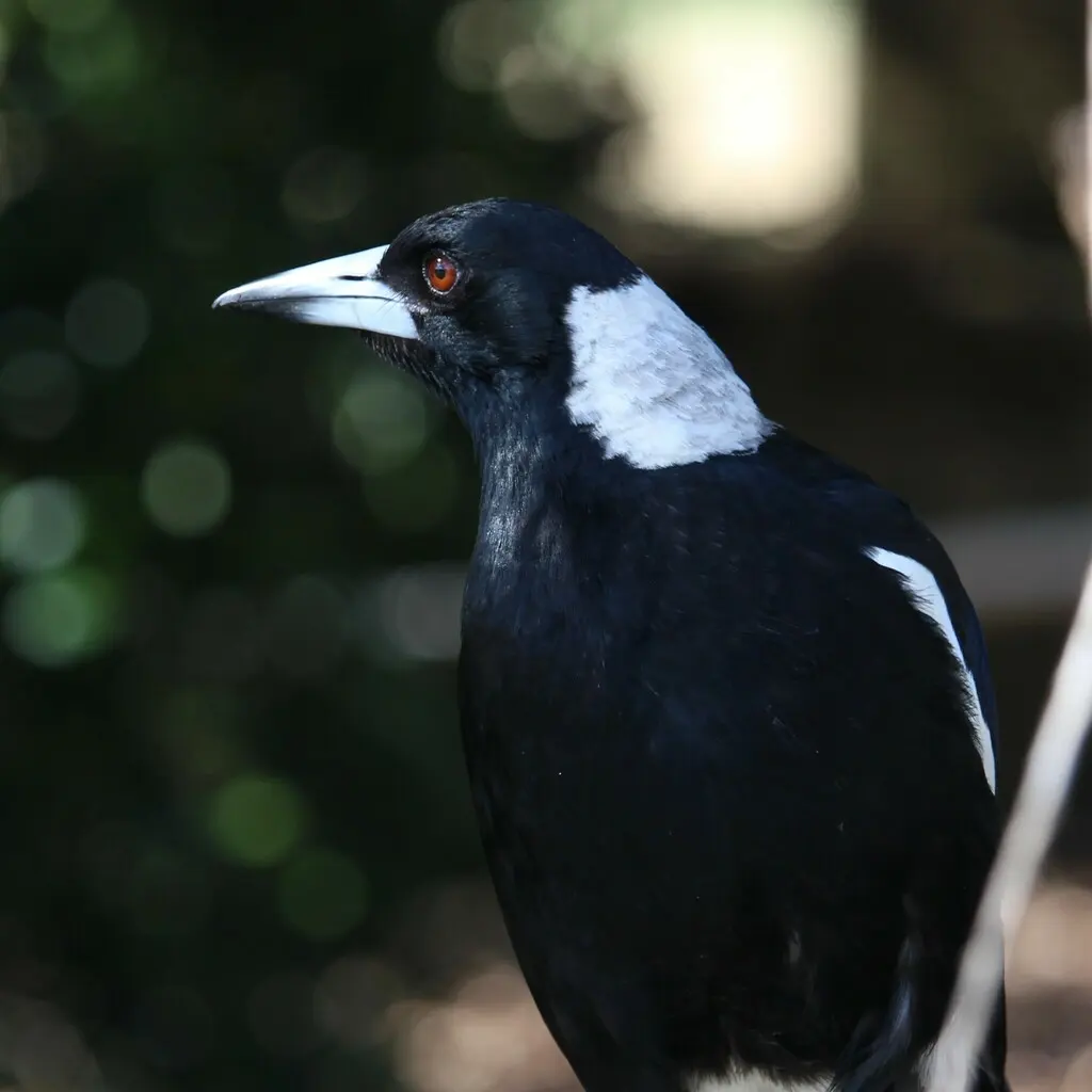 澳洲钟鹊(Gymnorhina tibicen)