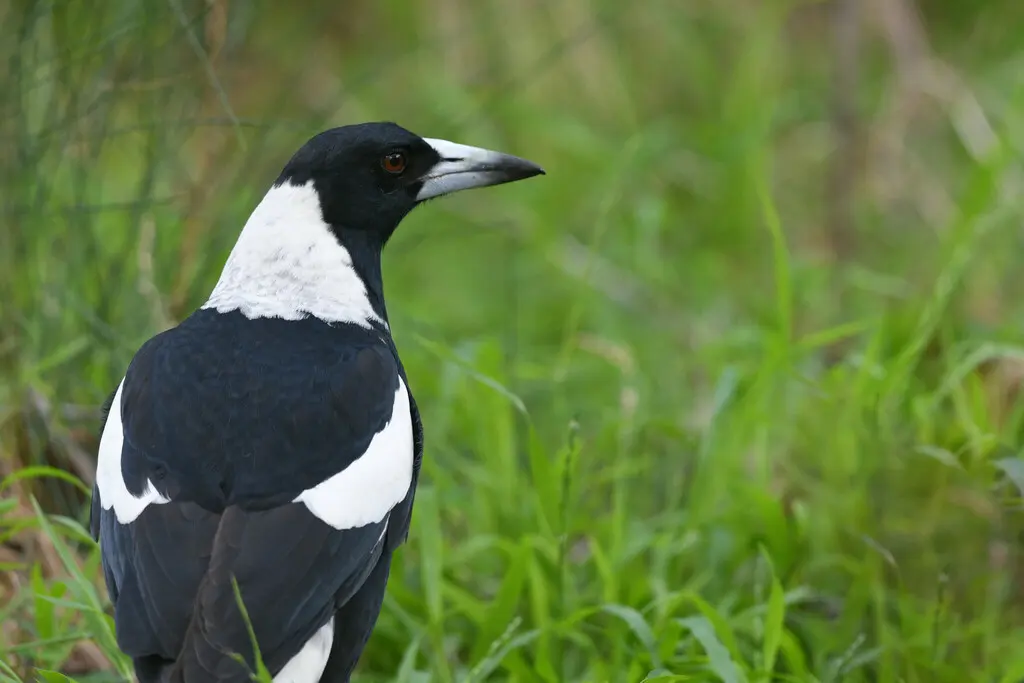 澳洲钟鹊(Gymnorhina tibicen)