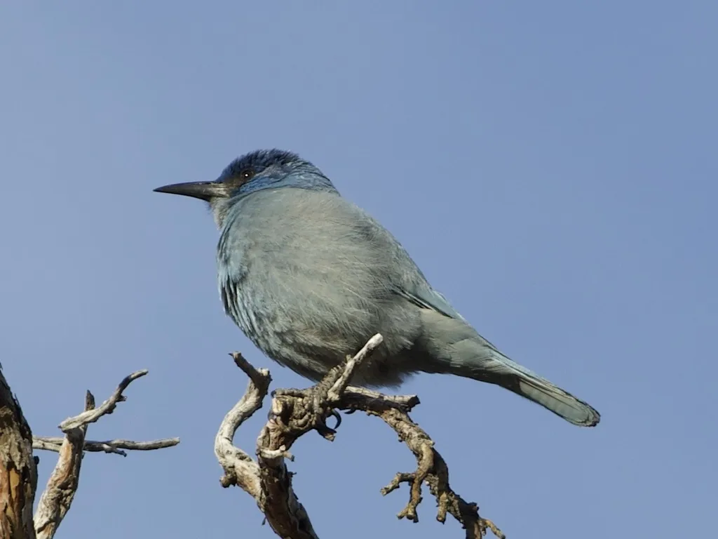 蓝头鸦(Gymnorhinus cyanocephalus)