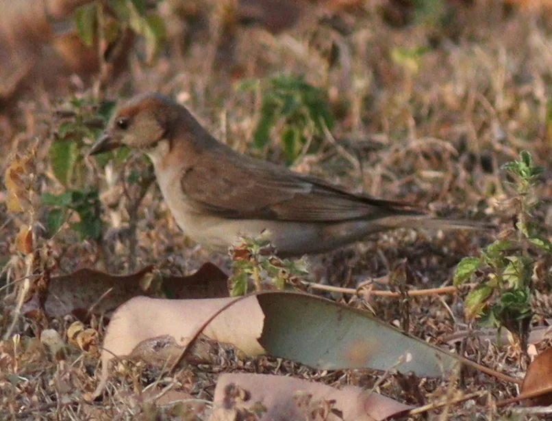 小石雀(Gymnoris dentata)