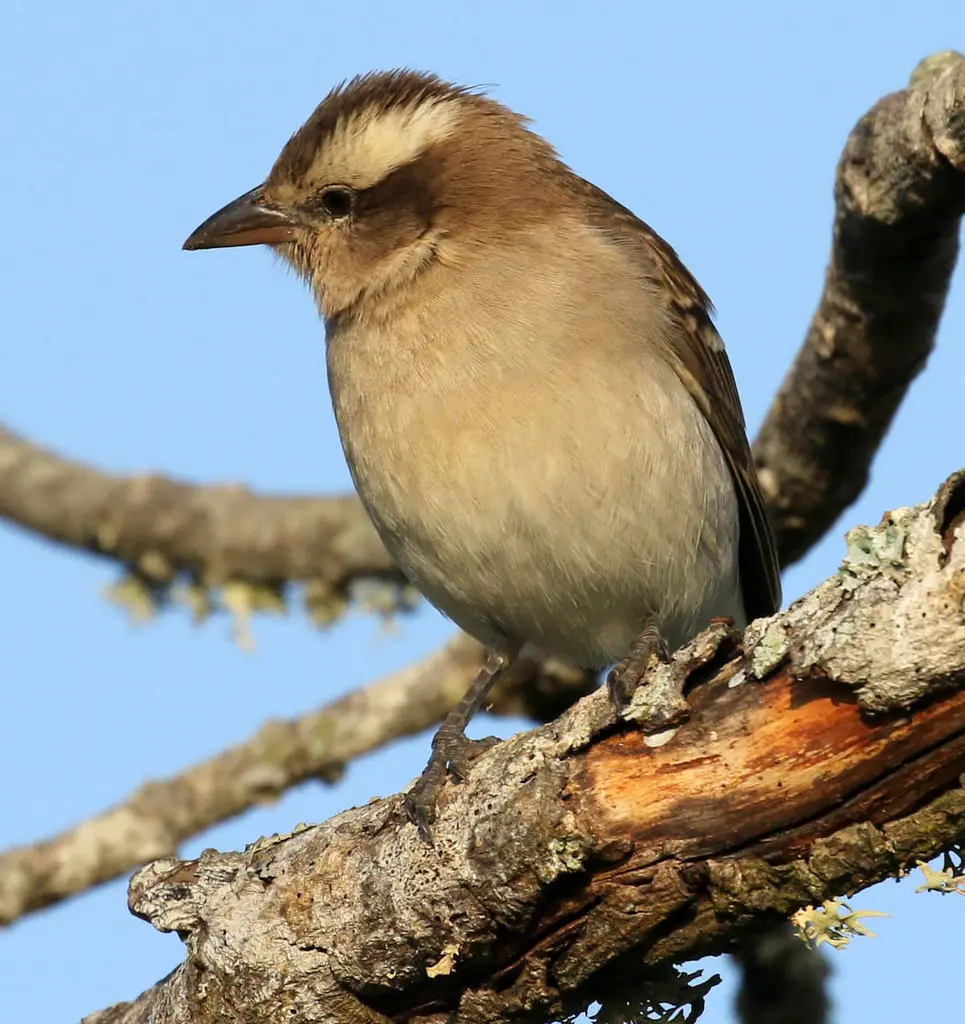 黄喉石雀(Gymnoris superciliaris)