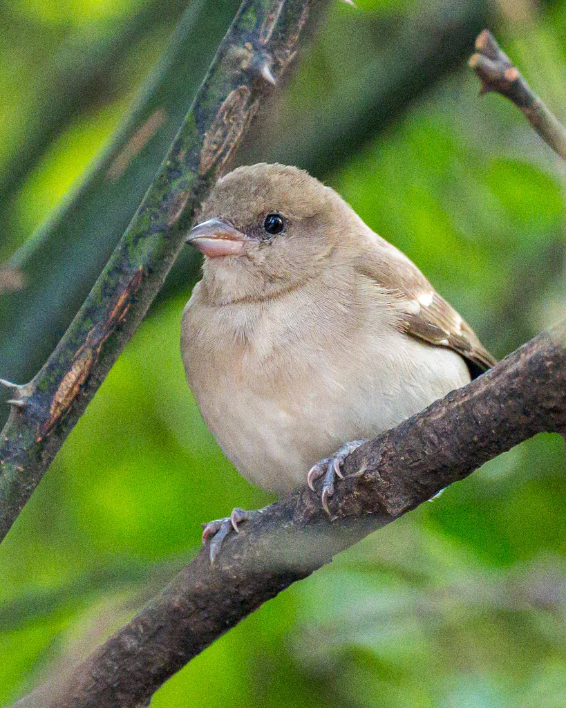 栗肩石雀(Gymnoris xanthocollis)