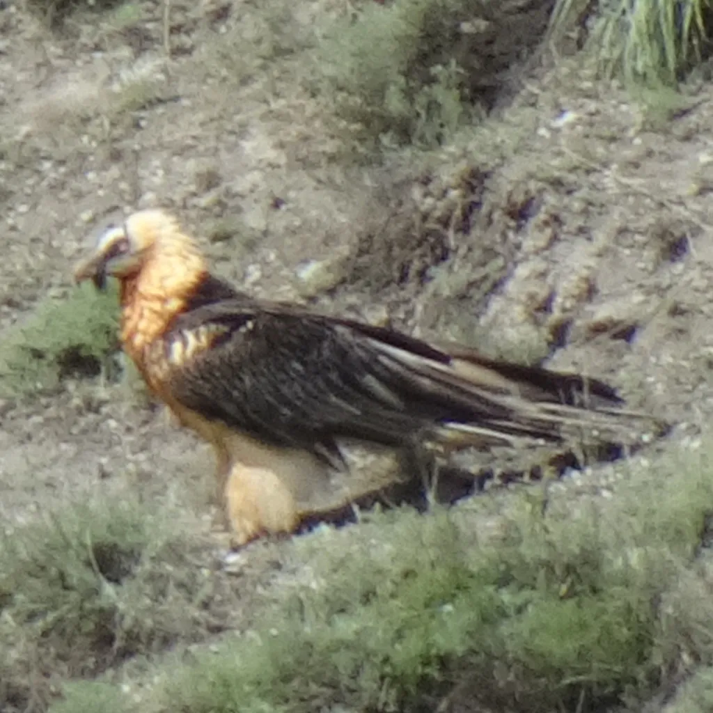 胡兀鹫(Gypaetus barbatus)
