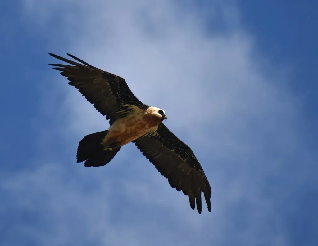 胡兀鹫(Gypaetus barbatus)