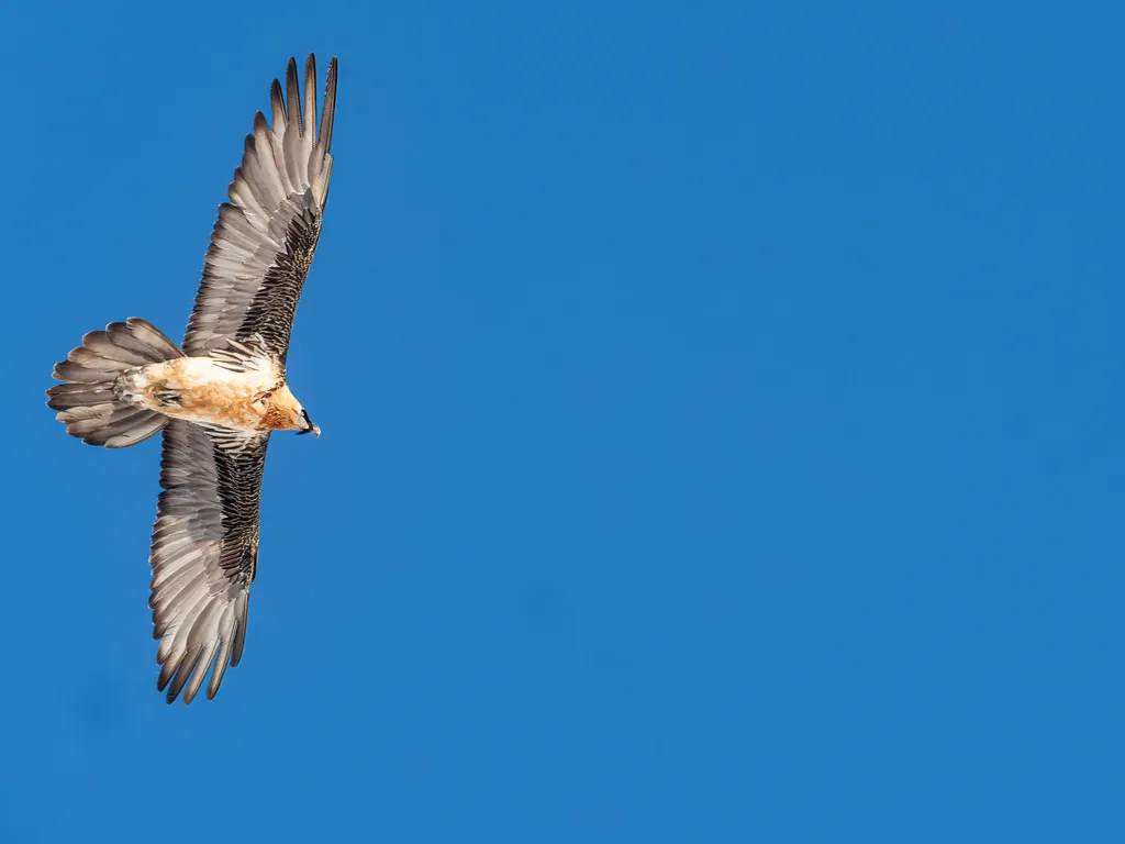 胡兀鹫(Gypaetus barbatus)