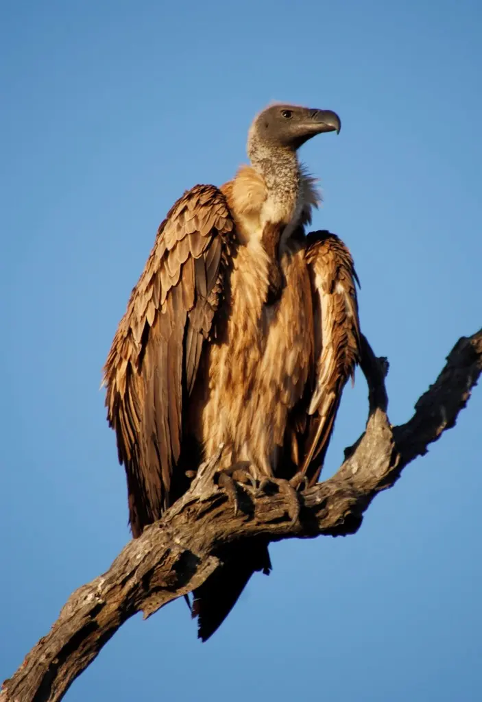 非洲白背兀鹫(Gyps africanus)