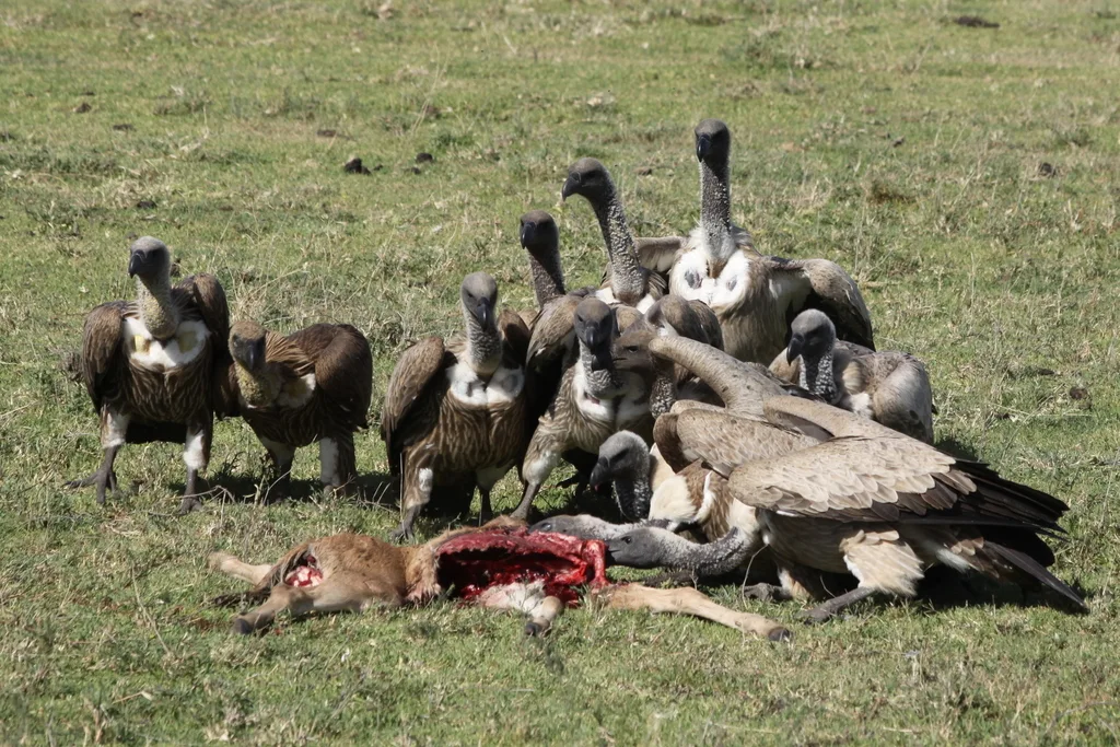 非洲白背兀鹫(Gyps africanus)