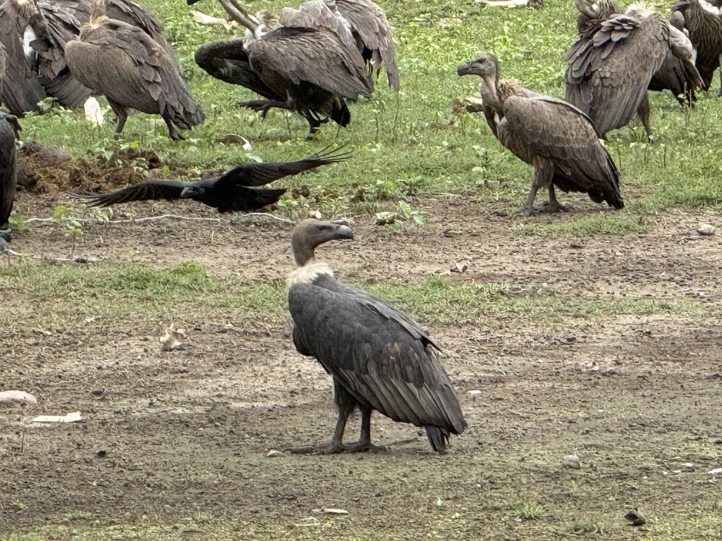 白背兀鹫(Gyps bengalensis)