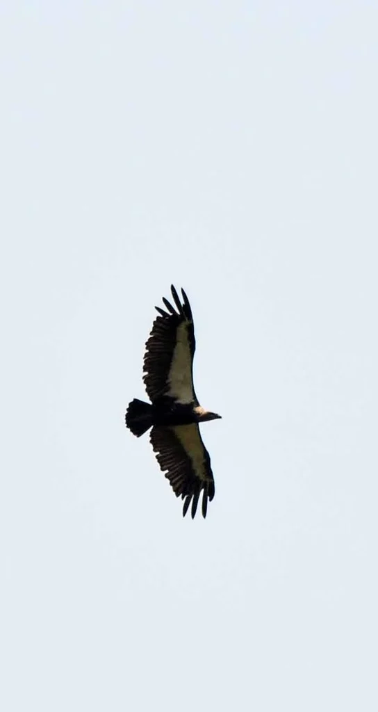 白背兀鹫(Gyps bengalensis)