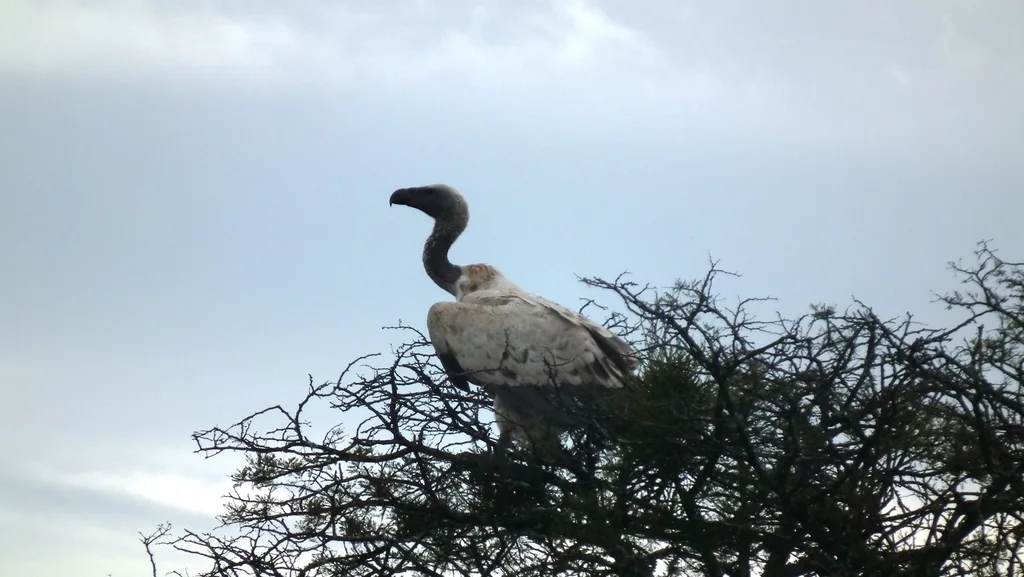 南非兀鹫(Gyps coprotheres)