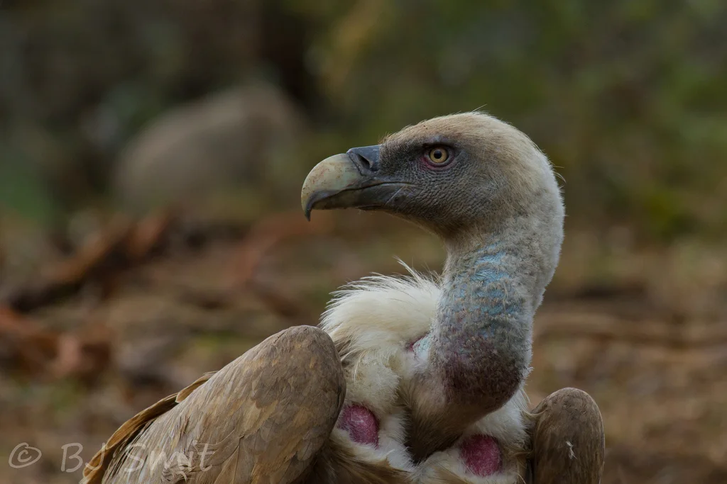 兀鹫(Gyps fulvus)