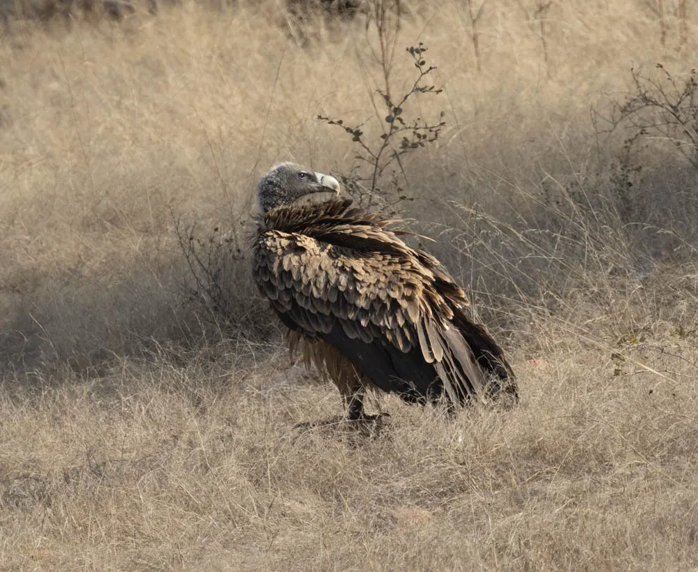 印度兀鹫(Gyps indicus)