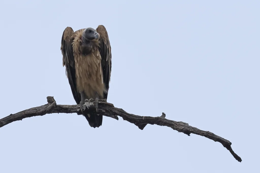 印度兀鹫(Gyps indicus)