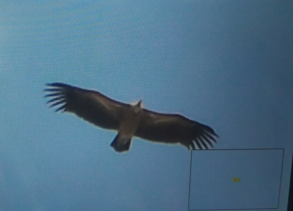 印度兀鹫(Gyps indicus)