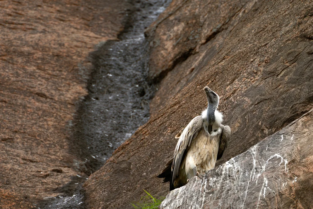 印度兀鹫(Gyps indicus)