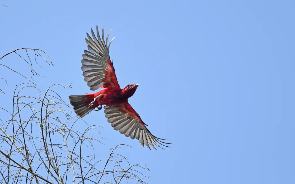 绯红果伞鸟(Haematoderus militaris)