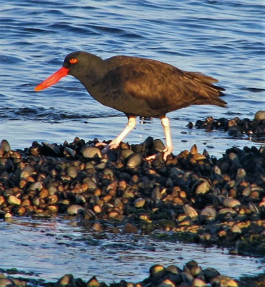 南美黑蛎鹬(Haematopus ater)