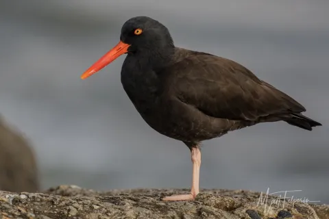 北美黑蛎鹬