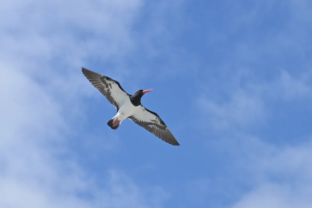 查岛蛎鹬(Haematopus chathamensis)