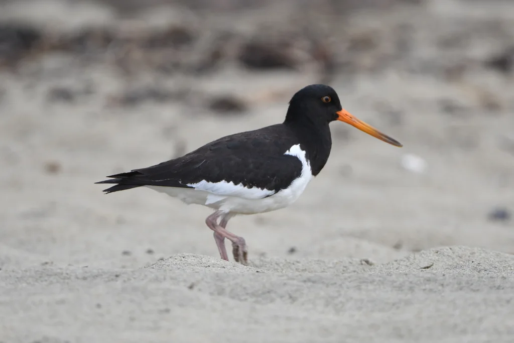 南岛斑蛎鹬(Haematopus finschi)