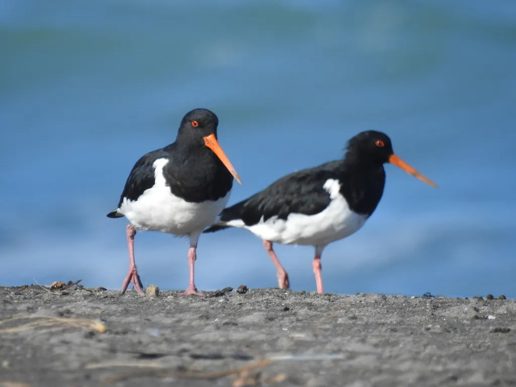 南岛斑蛎鹬(Haematopus finschi)