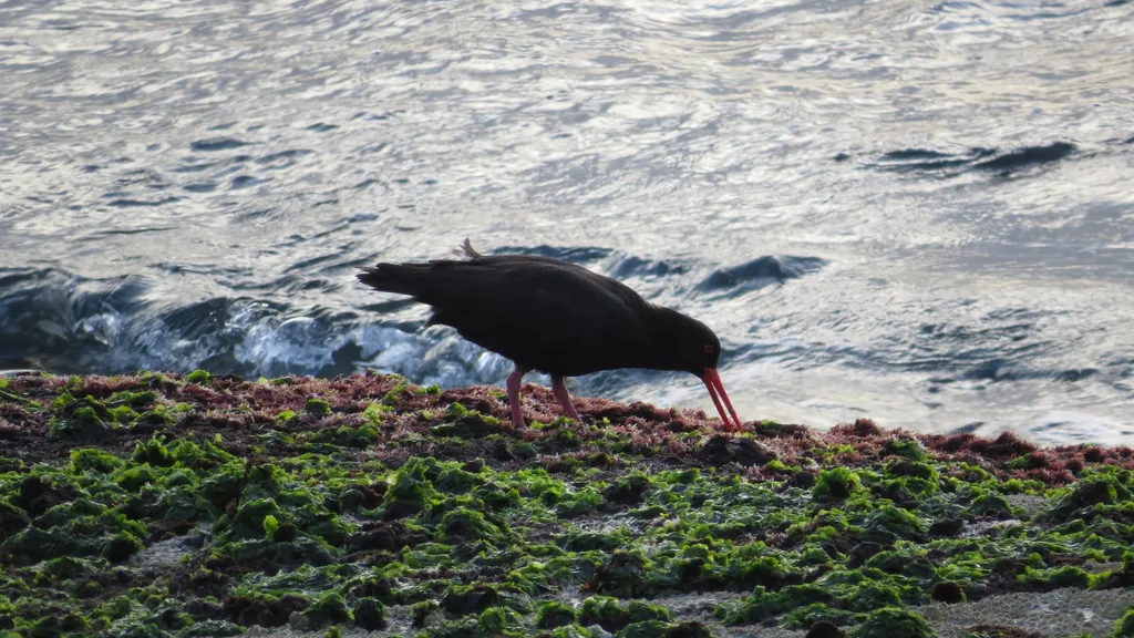 澳洲黑蛎鹬(Haematopus fuliginosus)