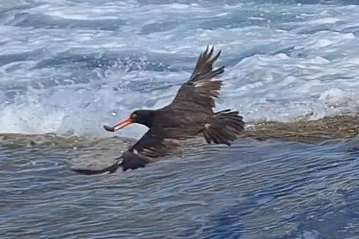 澳洲黑蛎鹬(Haematopus fuliginosus)