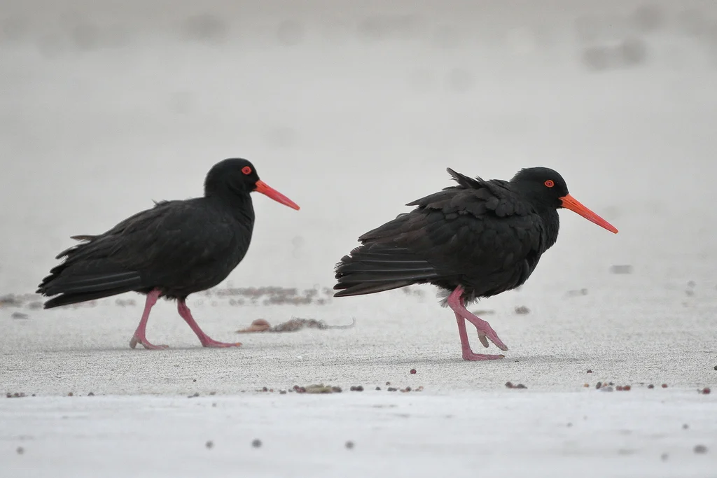 澳洲黑蛎鹬(Haematopus fuliginosus)