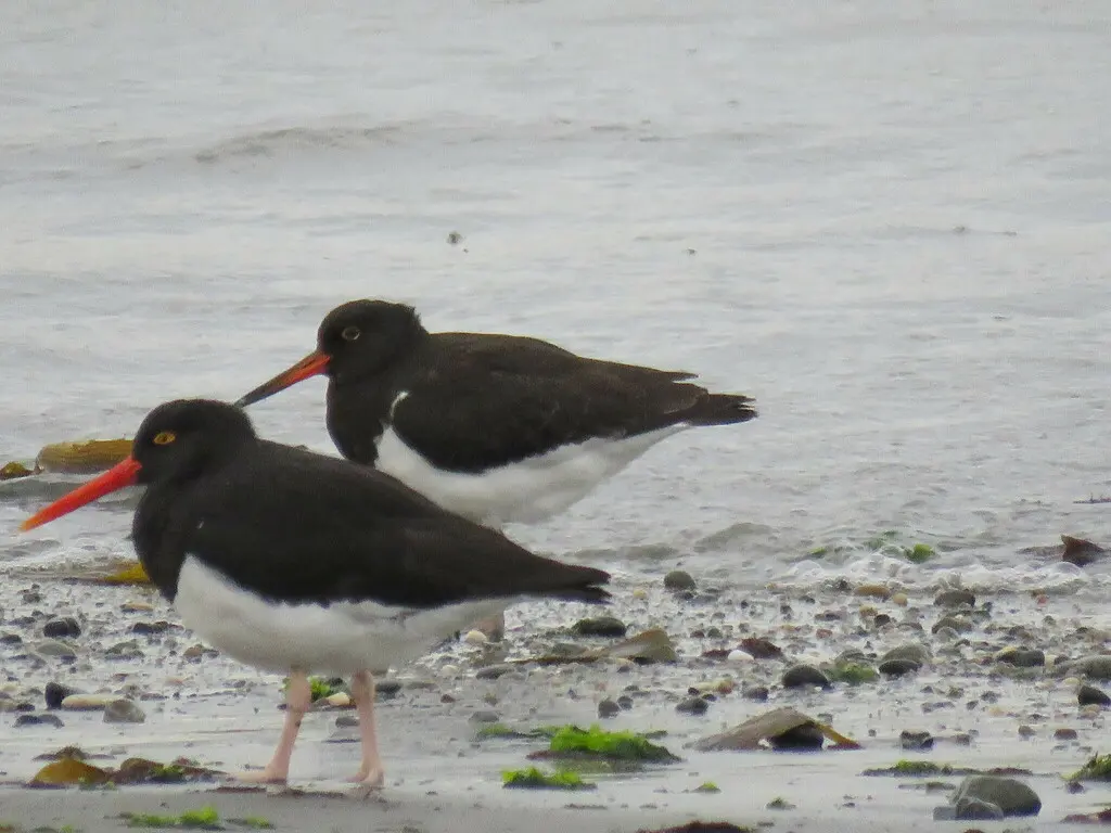 智利蛎鹬(Haematopus leucopodus)