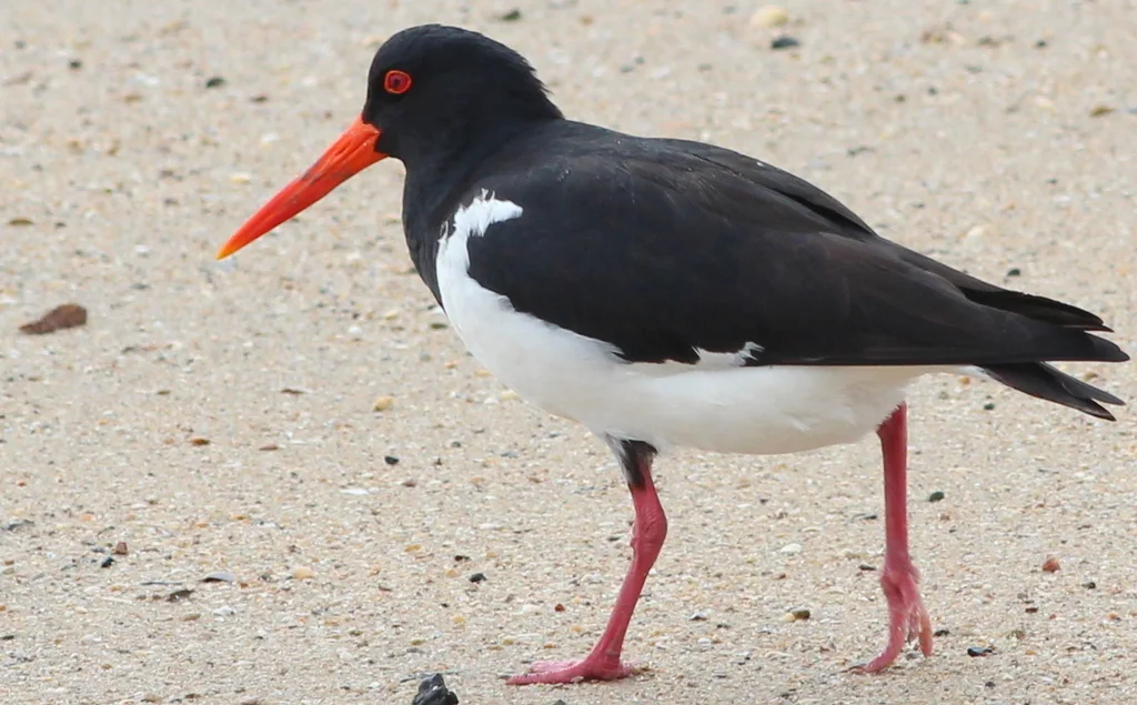 澳洲斑蛎鹬(Haematopus longirostris)
