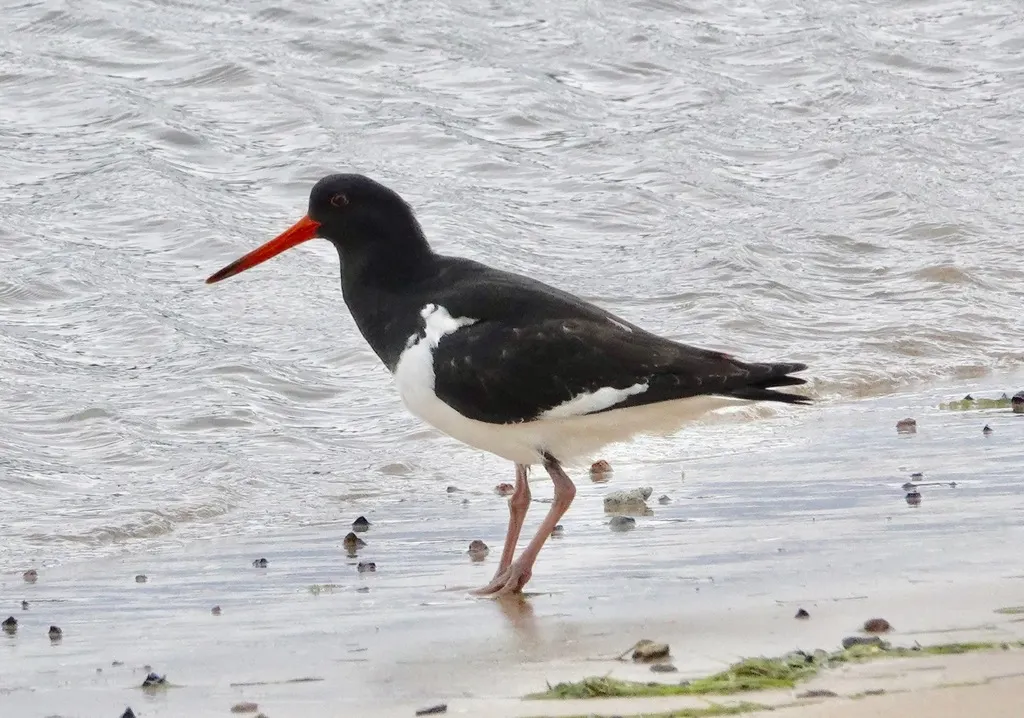 澳洲斑蛎鹬(Haematopus longirostris)