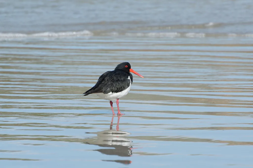 澳洲斑蛎鹬(Haematopus longirostris)