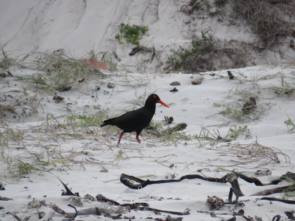 非洲黑蛎鹬(Haematopus moquini)