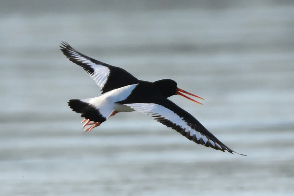 蛎鹬(Haematopus ostralegus)