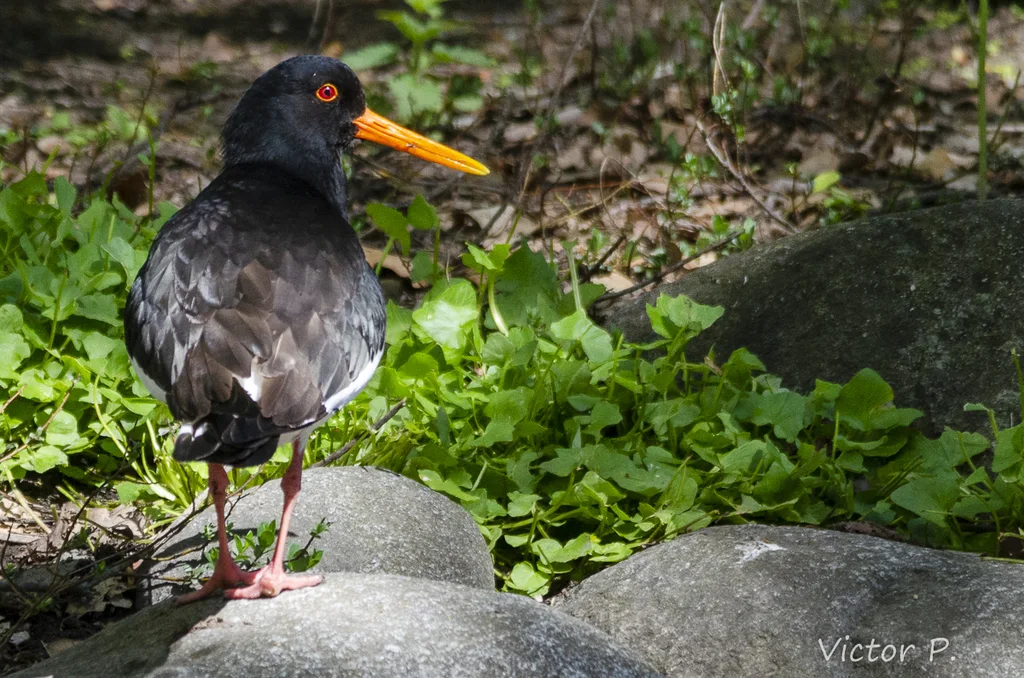蛎鹬(Haematopus ostralegus)