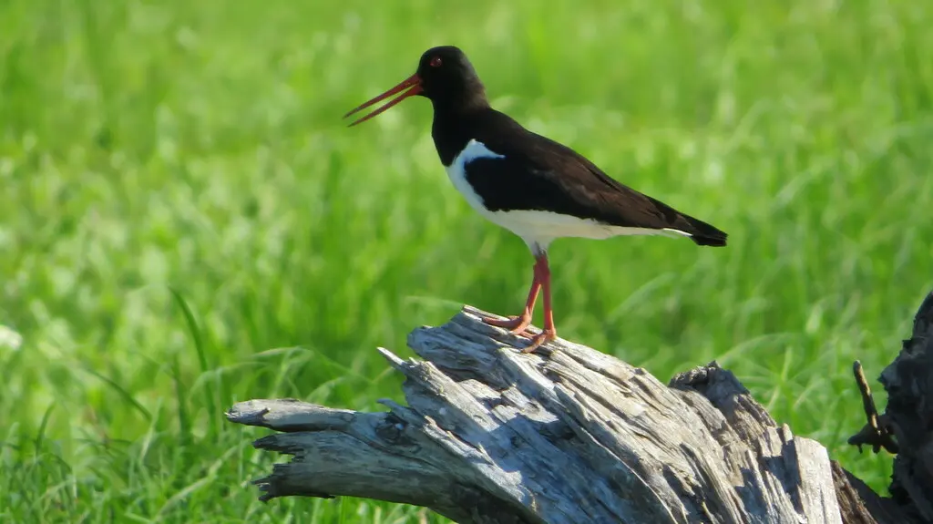 蛎鹬(Haematopus ostralegus)