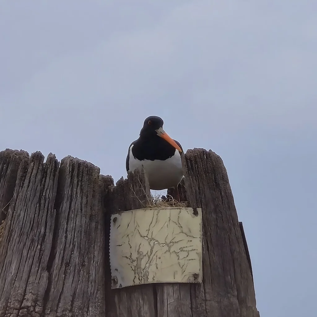 蛎鹬(Haematopus ostralegus)