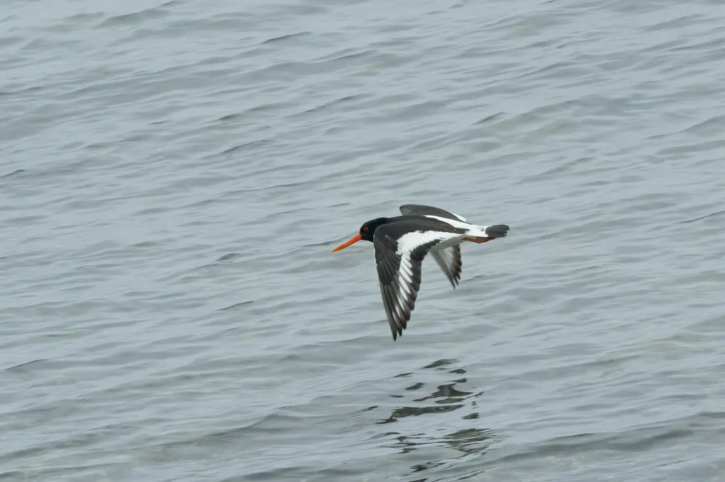 蛎鹬(Haematopus ostralegus)