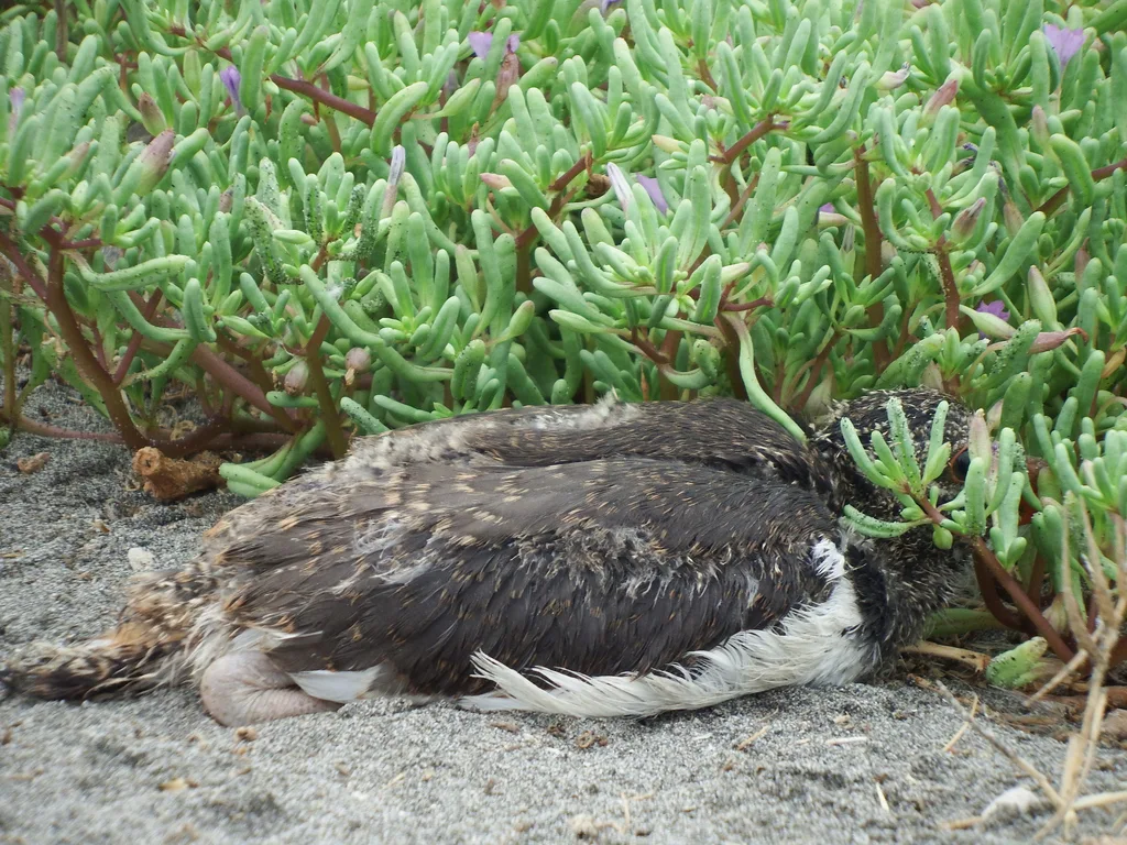 美洲斑蛎鹬（Haematopus palliatus）