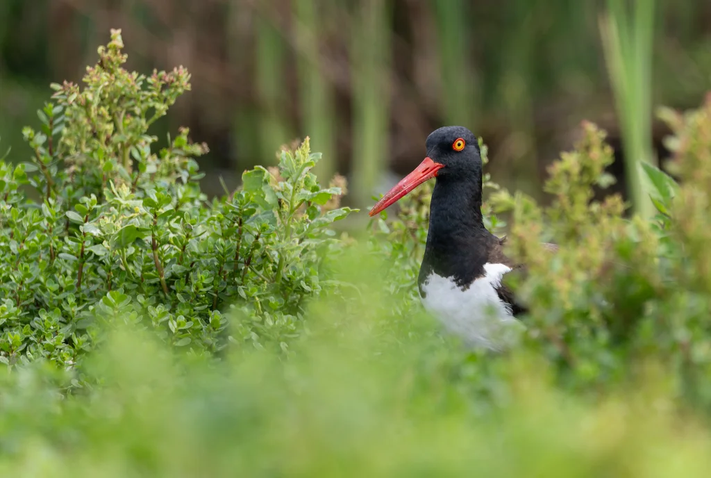 美洲斑蛎鹬（Haematopus palliatus）