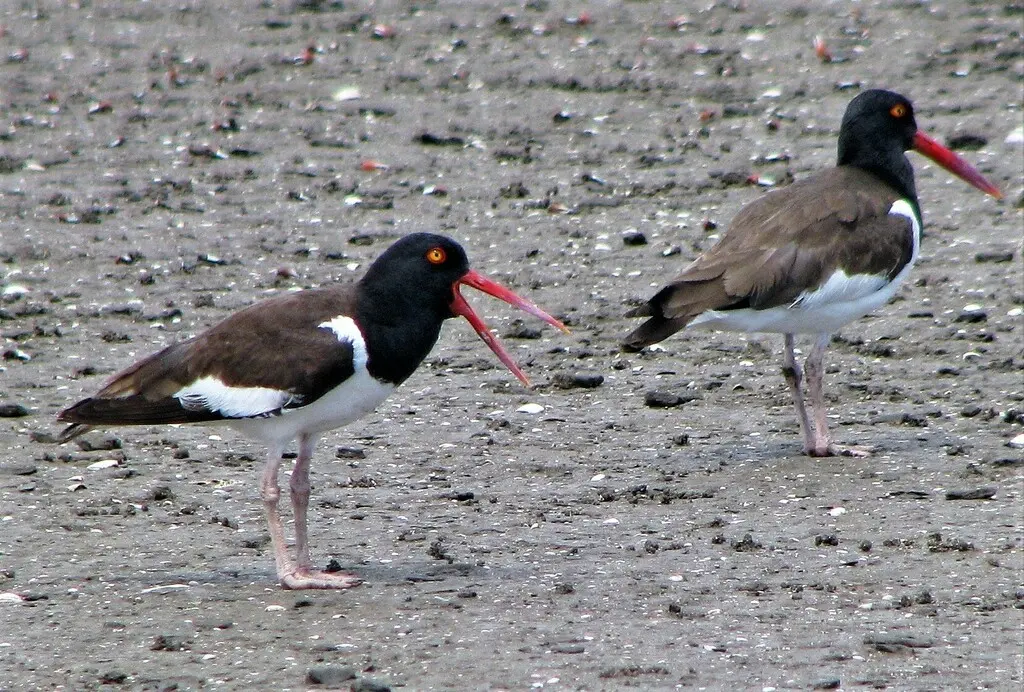 美洲斑蛎鹬（Haematopus palliatus）