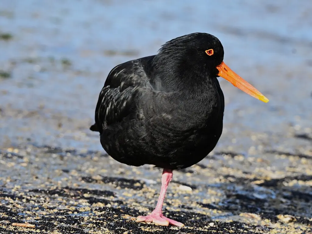 新西兰蛎鹬(Haematopus unicolor)