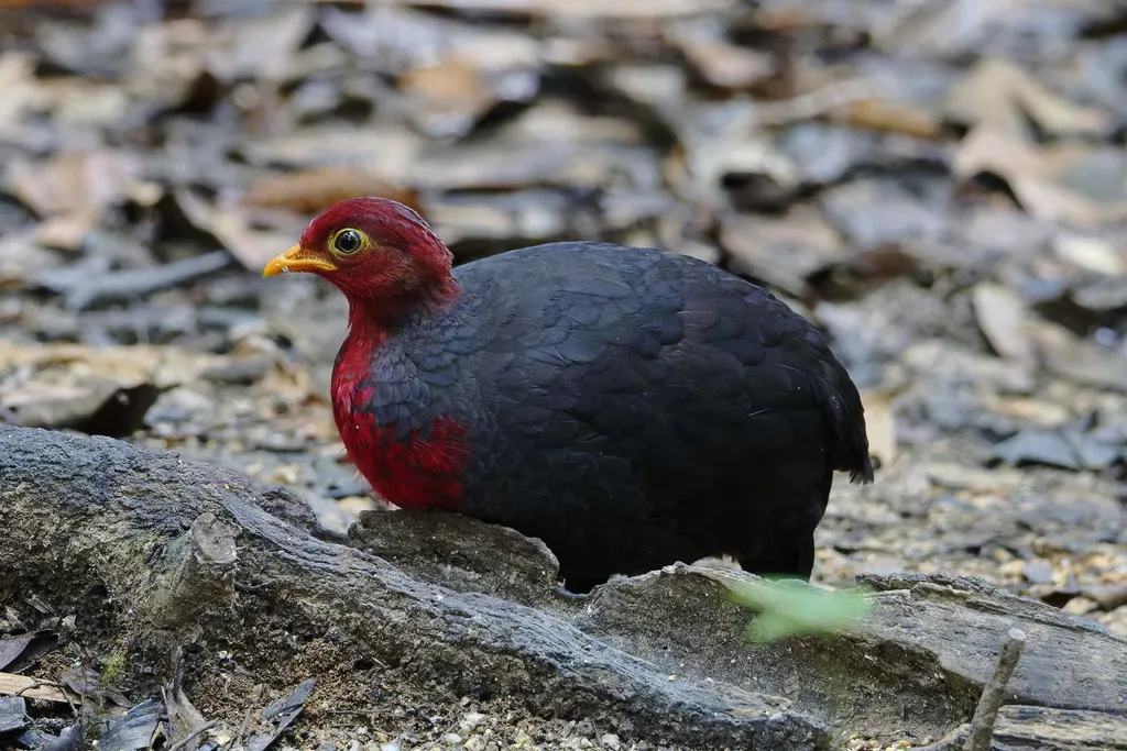 红头林鹧鸪（Haematortyx sanguiniceps）