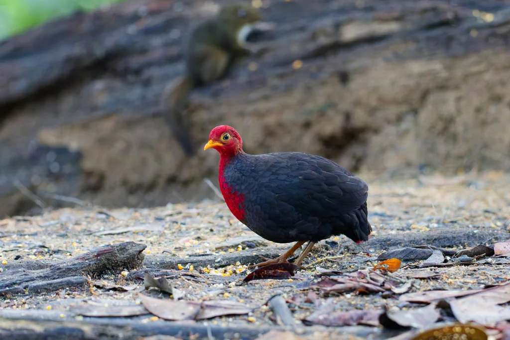 红头林鹧鸪（Haematortyx sanguiniceps）