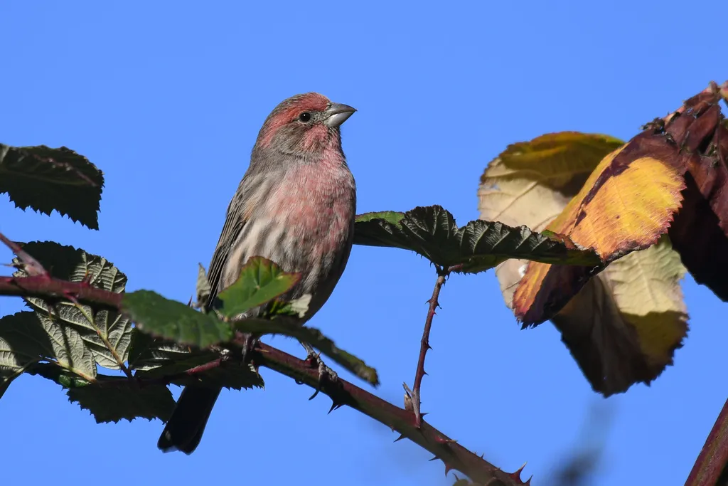 家朱雀(Haemorhous mexicanus)