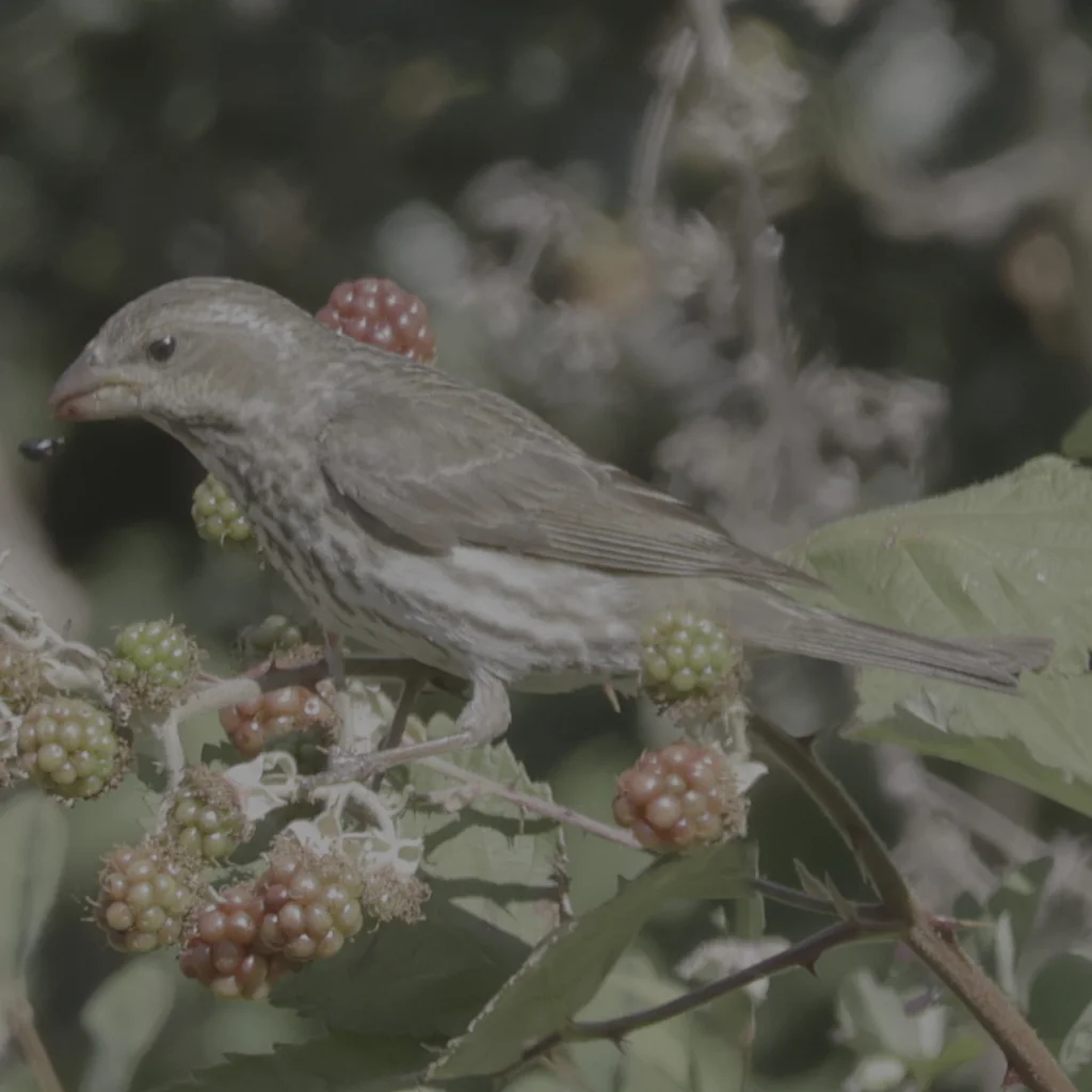 紫朱雀(Haemorhous purpureus)