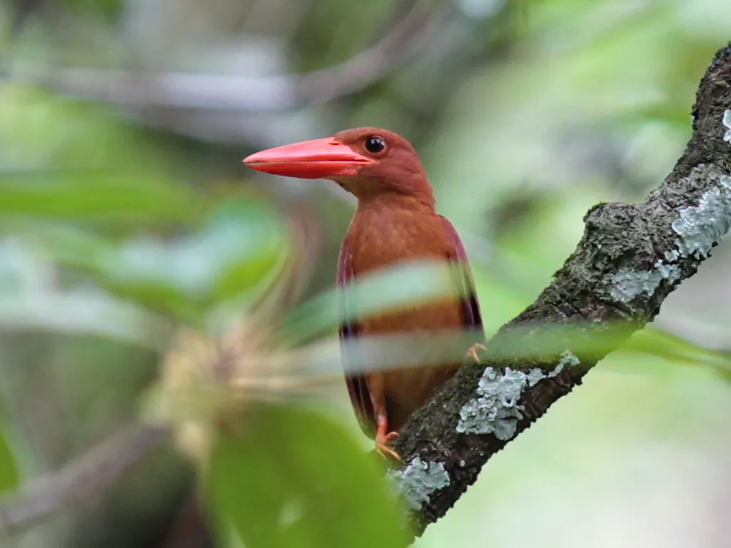 赤翡翠（Halcyon coromanda）