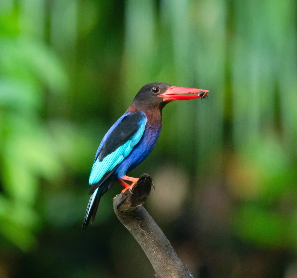 爪哇翡翠(Halcyon cyanoventris)
