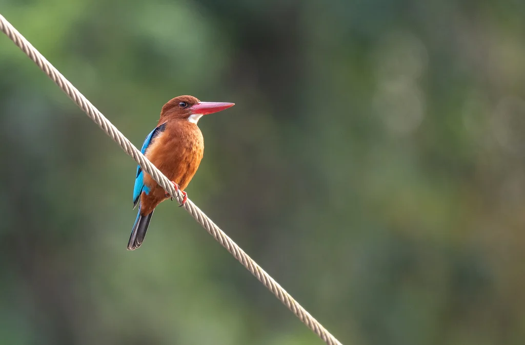 褐胸翡翠(Halcyon gularis)